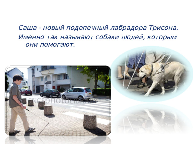 Саша - новый подопечный лабрадора Трисона.  Именно так называют собаки людей, которым они помогают.  