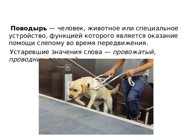  Поводырь  — человек, животное или специальное устройство, функцией которого является оказание помощи слепому во время передвижения.  Устаревшие значения слова — провожатый, проводник, ведущий.  
