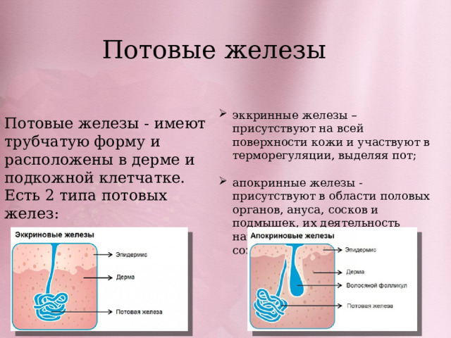 Sweat glands: function, types and diseases - science - 2024