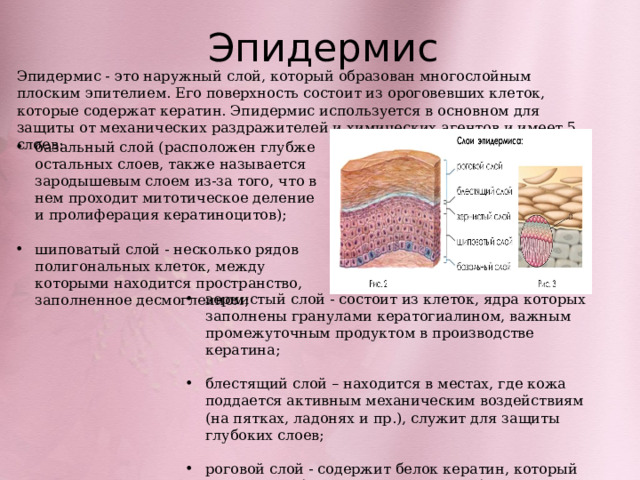 Роговой слой эпидермиса кожи. Зернистый слой эпидермиса кожи. Ростковые слои эпидермиса толстой кожи. Поверхностный слой кожи эпидермис представлен эпителием.