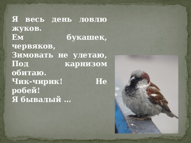 Я весь день ловлю жуков ем букашек червяков зимовать не улетаю под карнизом обитают