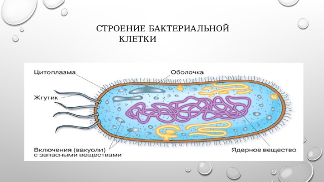  Строение бактериальной клетки   