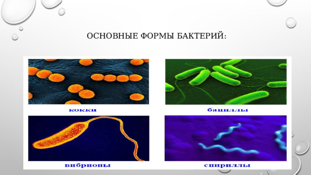 основные формы бактерий: 