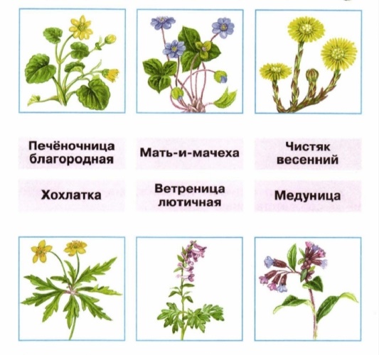 Мудрая черепаха интересуется знаешь ли ты раннецветущие растения соедини линиями рисунки и таблички