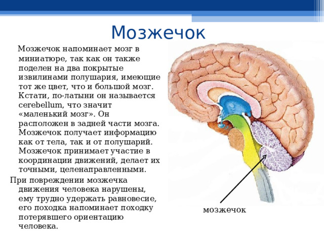 Где находится мозжечок рисунок