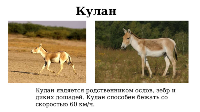 Животный мир тайги