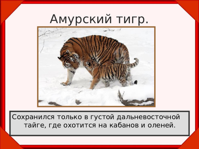 Амурский тигр. Сохранился только в густой дальневосточной тайге, где охотится на кабанов и оленей. 