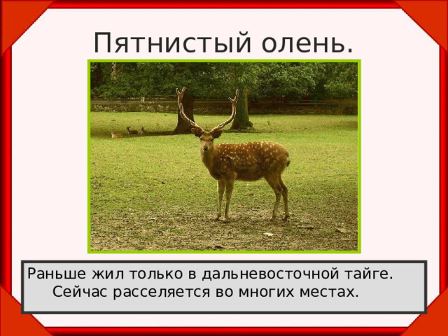 Пятнистый олень. Раньше жил только в дальневосточной тайге. Сейчас расселяется во многих местах. 