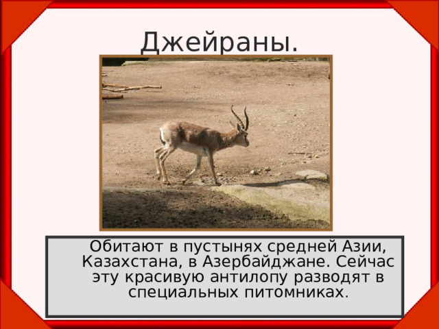 Джейраны.  Обитают в пустынях средней Азии, Казахстана, в Азербайджане. Сейчас эту красивую антилопу разводят в специальных питомниках . 