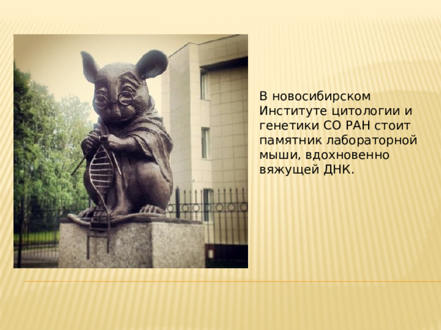 В новосибирском Институте цитологии и генетики СО РАН стоит памятник лабораторной мыши, вдохновенно вяжущей ДНК. 