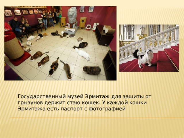 Государственный музей Эрмитаж для защиты от грызунов держит стаю кошек. У каждой кошки Эрмитажа есть паспорт с фотографией 
