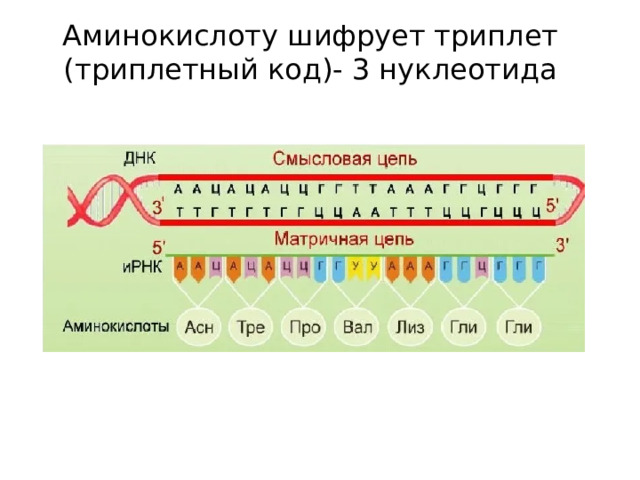 Аминокислоту шифрует триплет (триплетный код)- 3 нуклеотида 