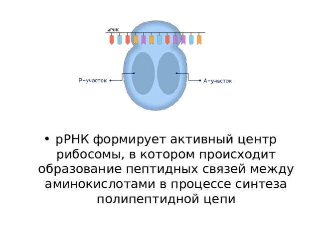 рРНК формирует активный центр рибосомы, в котором происходит образование пептидных связей между аминокислотами в процессе синтеза полипептидной цепи 