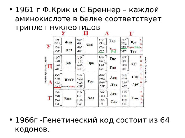 1961 г Ф.Крик и С.Бреннер – каждой аминокислоте в белке соответствует триплет нуклеотидов 1966г -Генетический код состоит из 64 кодонов. 