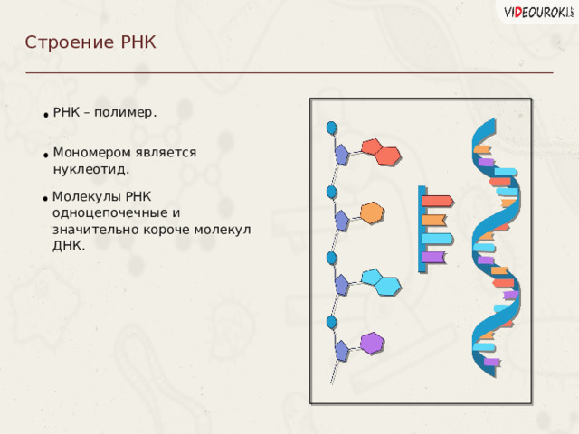 Строение РНК РНК – полимер. Мономером является нуклеотид. Молекулы РНК одноцепочечные и значительно короче молекул ДНК. Пункты можно выделять цифрами  