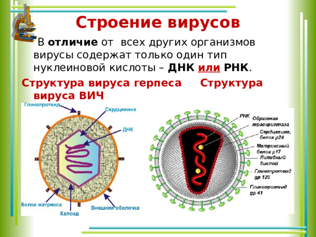 Строение вирусов  В отличие от всех других организмов вирусы содержат только один тип нуклеиновой кислоты – ДНК  или  РНК . Структура вируса герпеса Структура вируса ВИЧ  