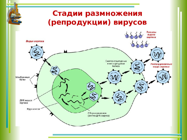 Стадии размножения (репродукции) вирусов 