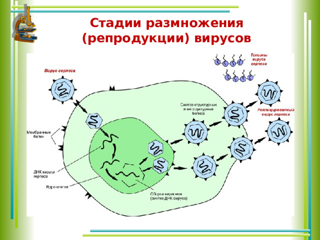 Стадии репродукции. Вирусу.