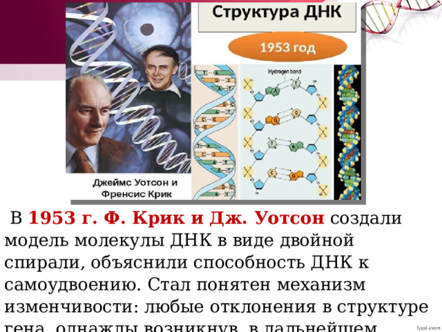   В  1953 г. Ф. Крик и Дж. Уотсон  создали модель молекулы ДНК в виде двойной спирали, объяснили способность ДНК к самоудвоению. Стал понятен механизм изменчивости: любые отклонения в структуре гена, однажды возникнув, в дальнейшем воспроизводятся в дочерних нитях ДНК. 