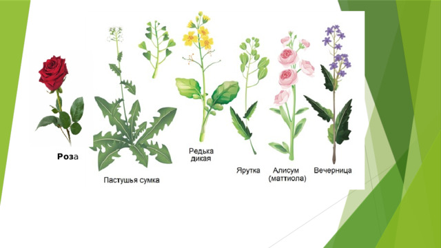 Դաս-խաղ Չորրորդն ավելորդ է Роз а 
