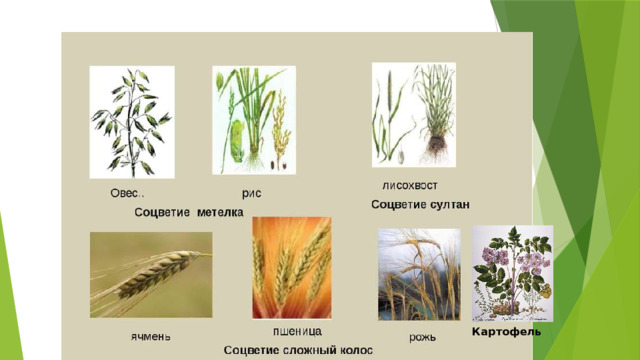 Картофель 
