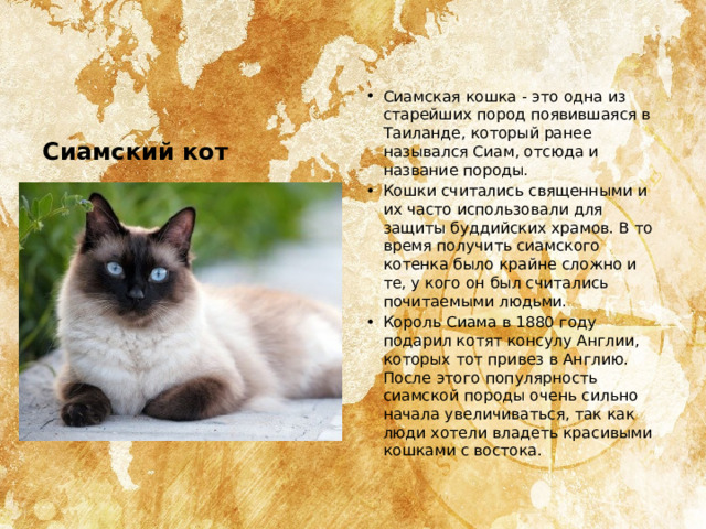 Сиамская кошка - это одна из старейших пород появившаяся в Таиланде, который ранее назывался Сиам, отсюда и название породы. Кошки считались священными и их часто использовали для защиты буддийских храмов. В то время получить сиамского котенка было крайне сложно и те, у кого он был считались почитаемыми людьми. Король Сиама в 1880 году подарил котят консулу Англии, которых тот привез в Англию. После этого популярность сиамской породы очень сильно начала увеличиваться, так как люди хотели владеть красивыми кошками с востока. Сиамский кот 