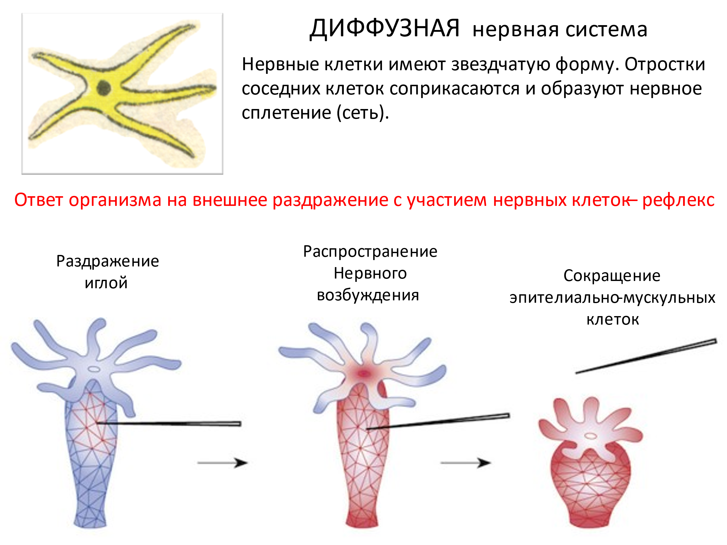 Тип Кишечнополостные - Биология - Презентации - 7 класс