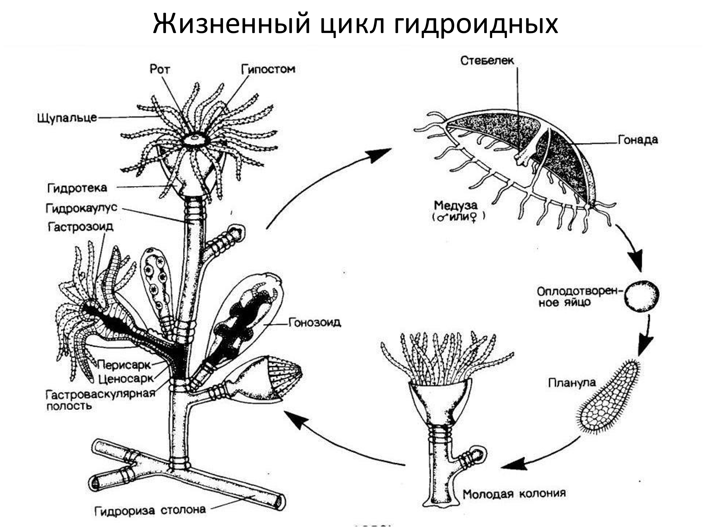 Формирование полипа