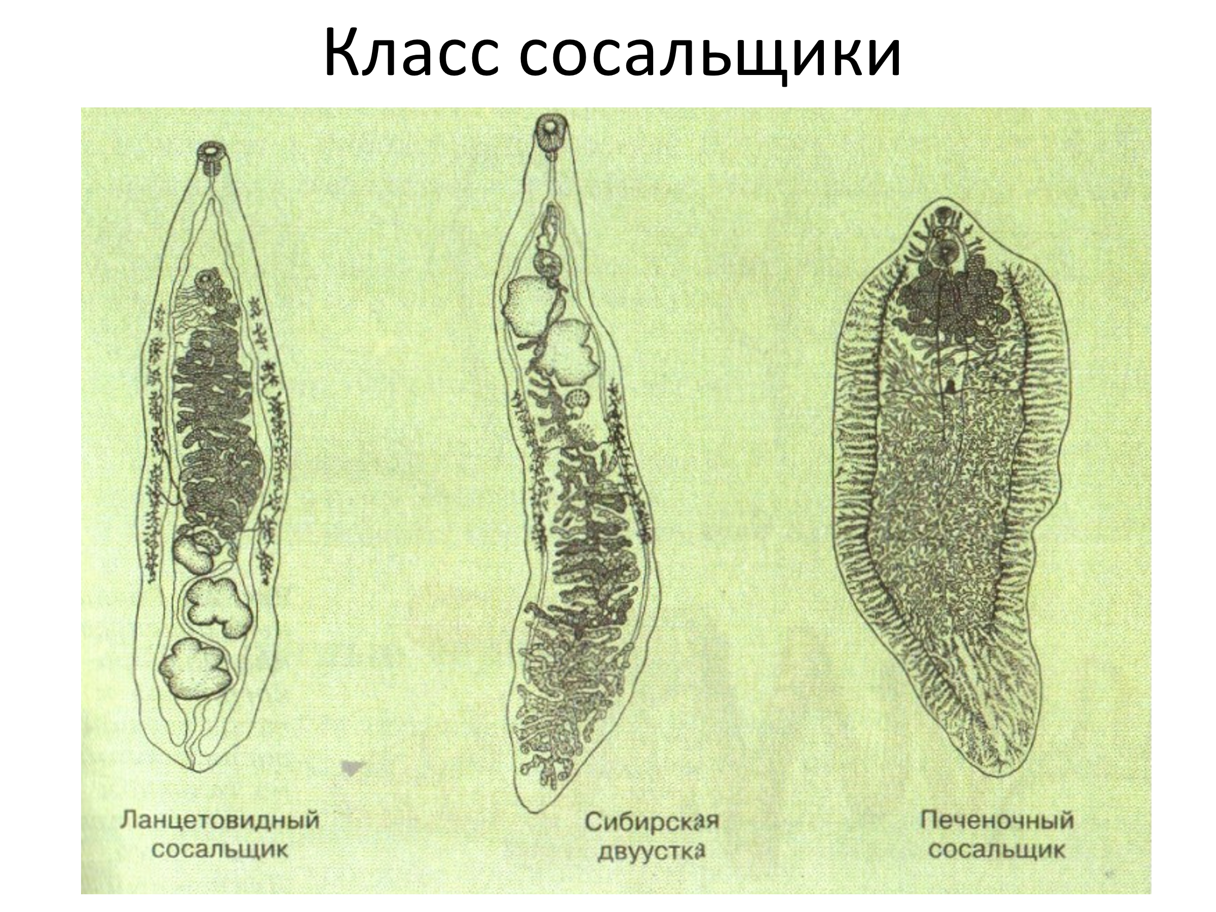 Черви-сосальщики – трематоды.. Паразитические черви сосальщики. Класс сосальщики паразитические черви. Дигенетические трематоды.