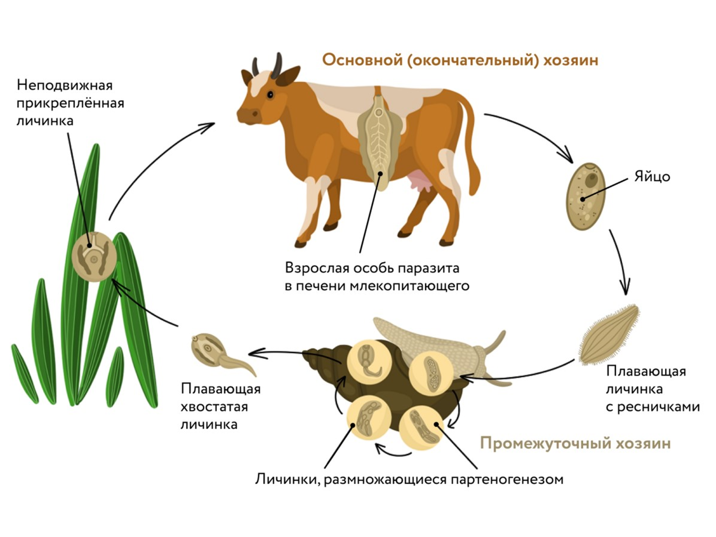 Цикл развития печеночного сосальщика. Цикл развития печеночного сосальщика схема. Цикл развития печеночного сосальщика биология. Цикл печёночного сосальщика биология 7.