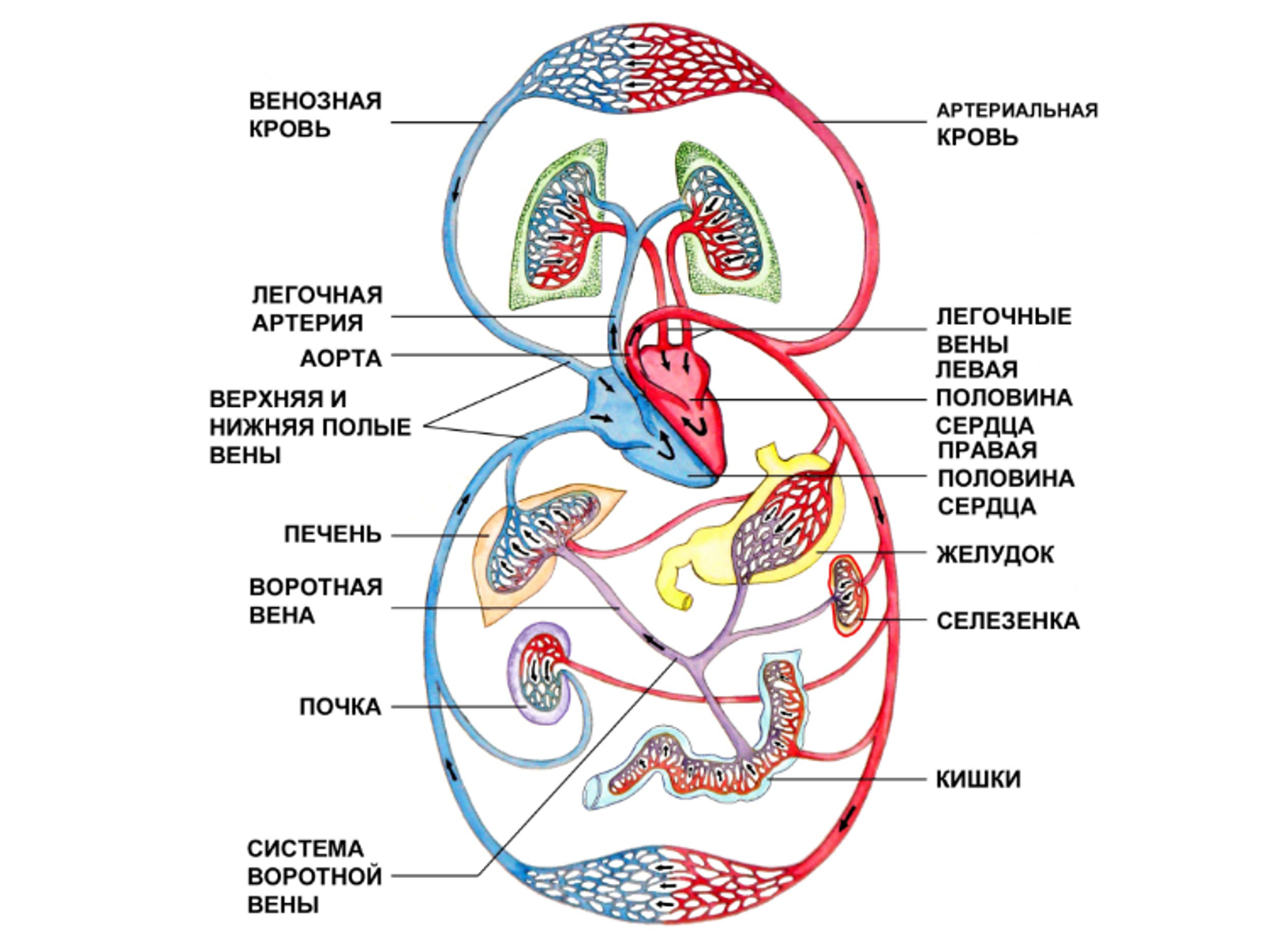 3 круга кровообращения. Сердце круги кровообращения схема. Большой и малый круг кровообращения схема. Большой круг кровообращения физиология. Значение кровообращения общая схема кровообращения.