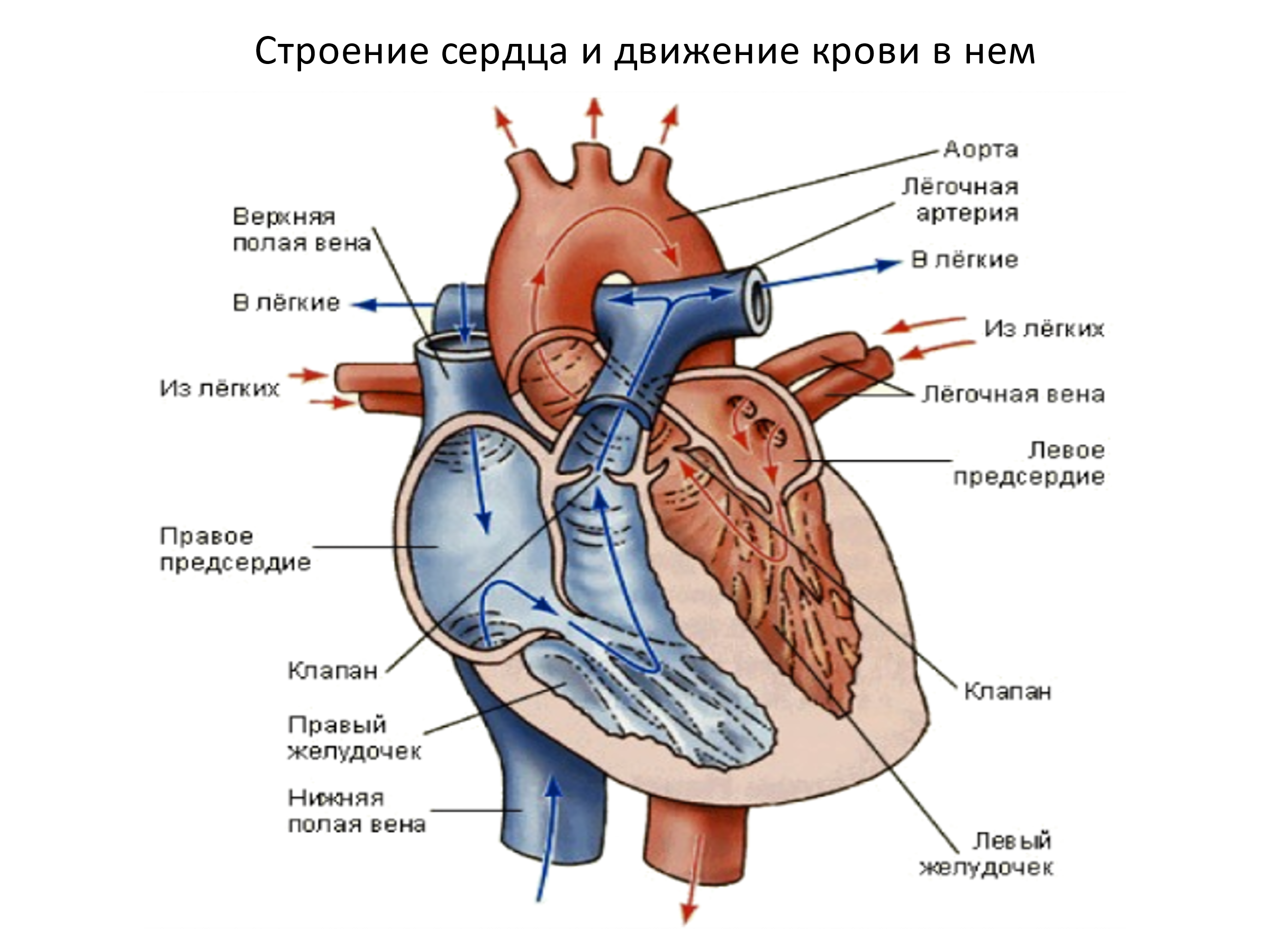 Строение сердца человека. Сердце бабочек анатомия. Строение сердца
