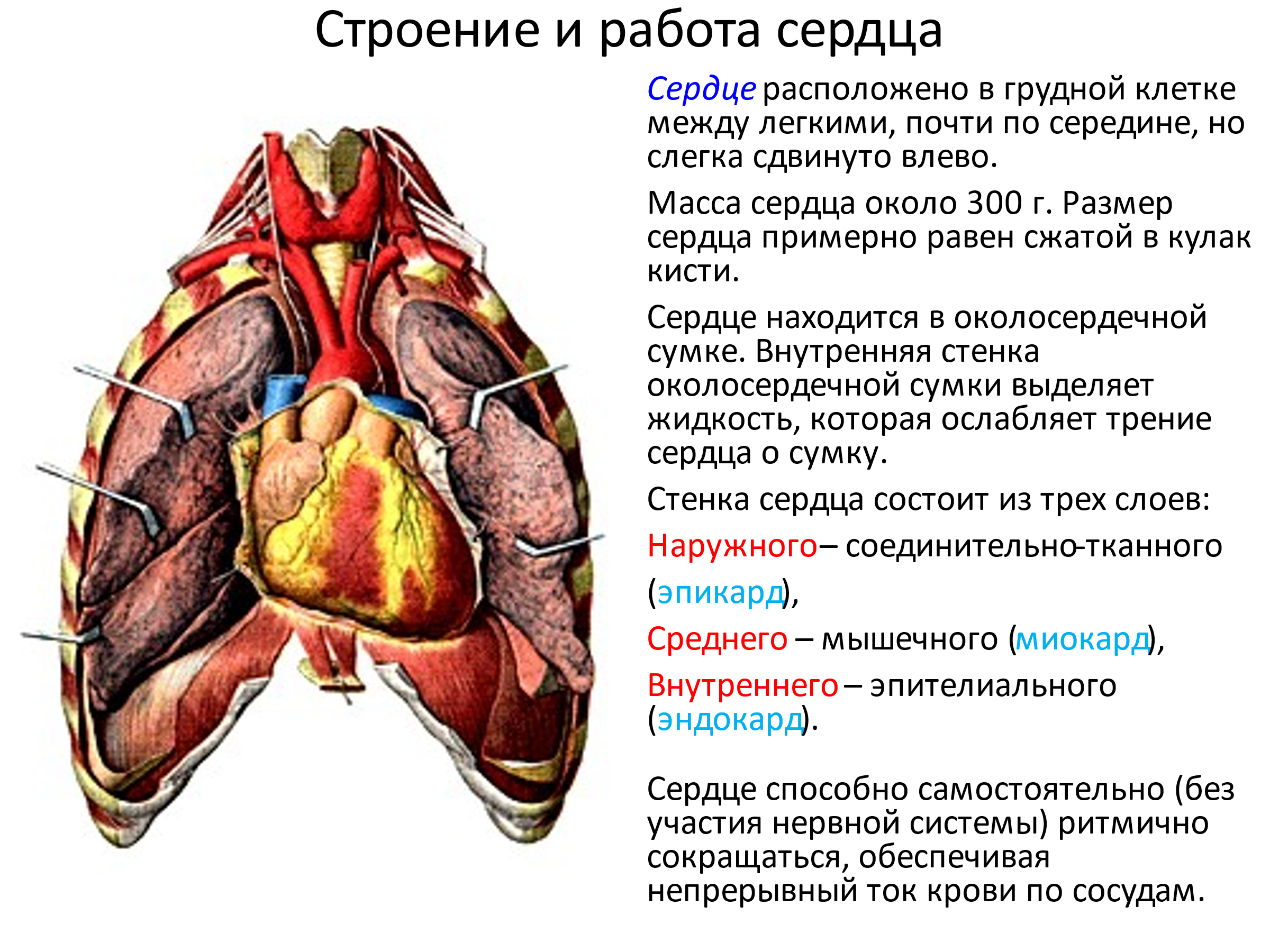 Внутри околосердечной сумки находится. Строение сердца человека. Сердце бабочек анатомия.