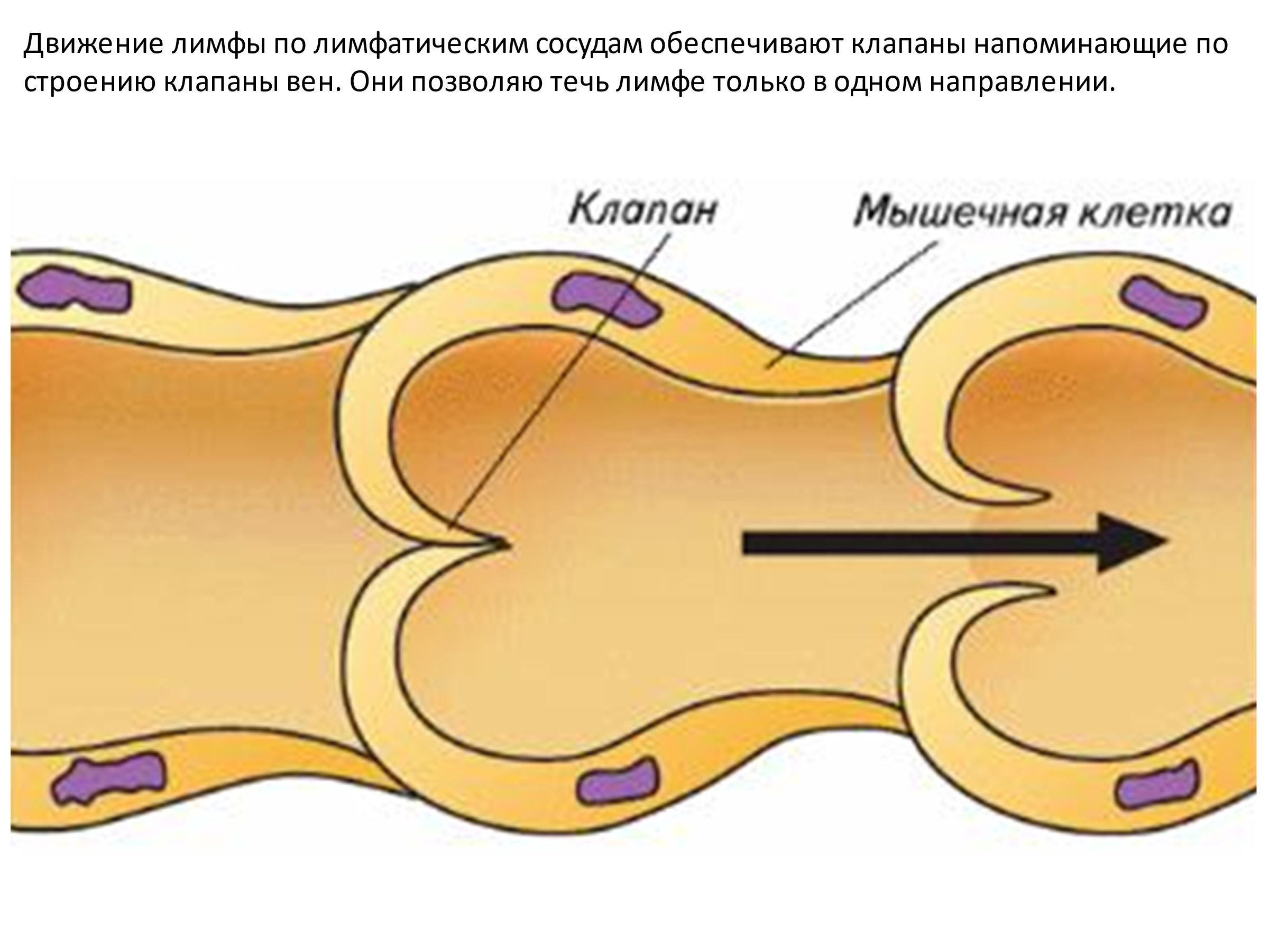 Лимфатический сосуд лимфангион клапаны. Лимфангион анатомия. Строение лимфатических сосудов. Строение лимфатического сосуда анатомия. Движение лимфатических сосудов