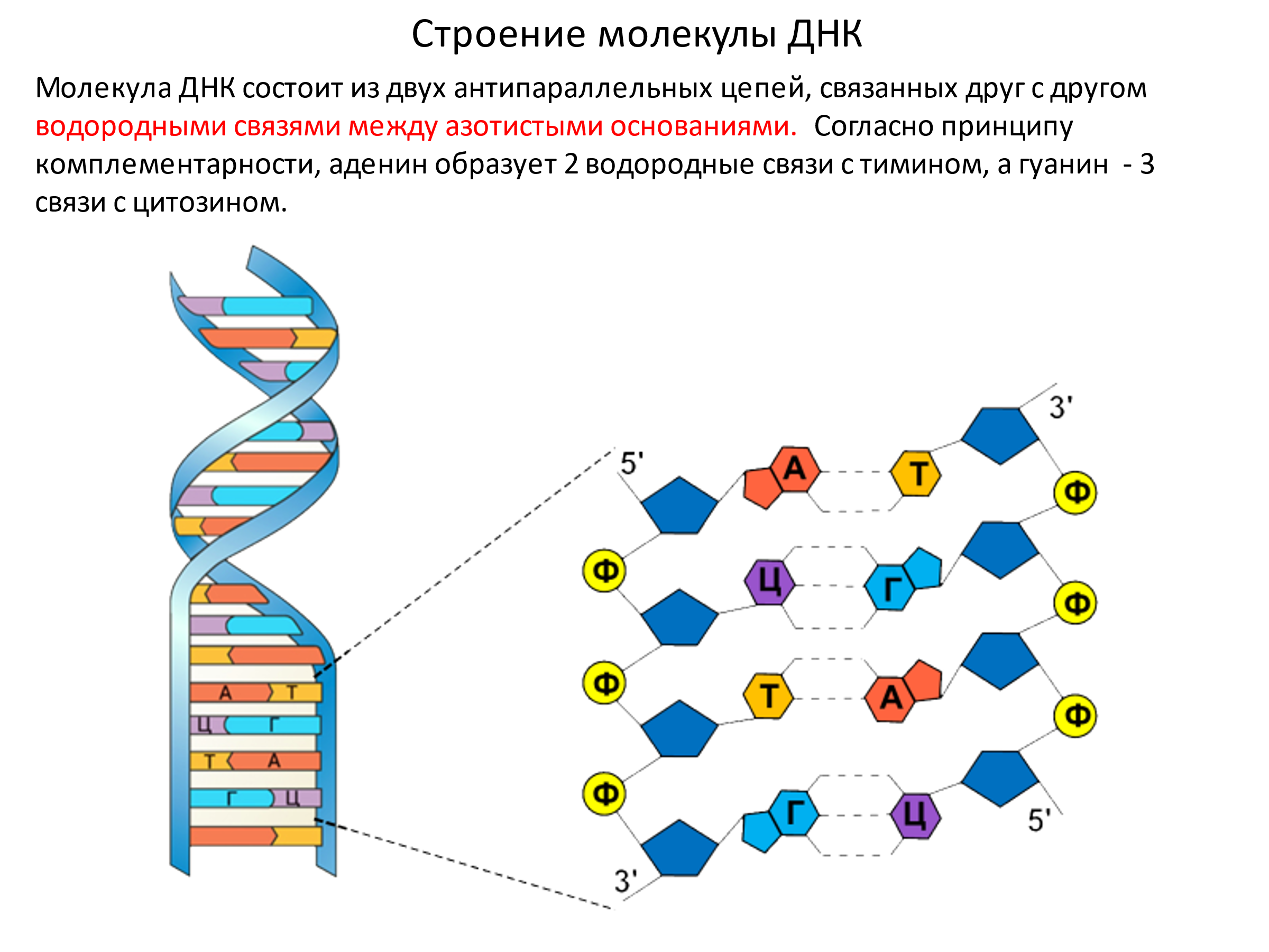 Общий план строения днк