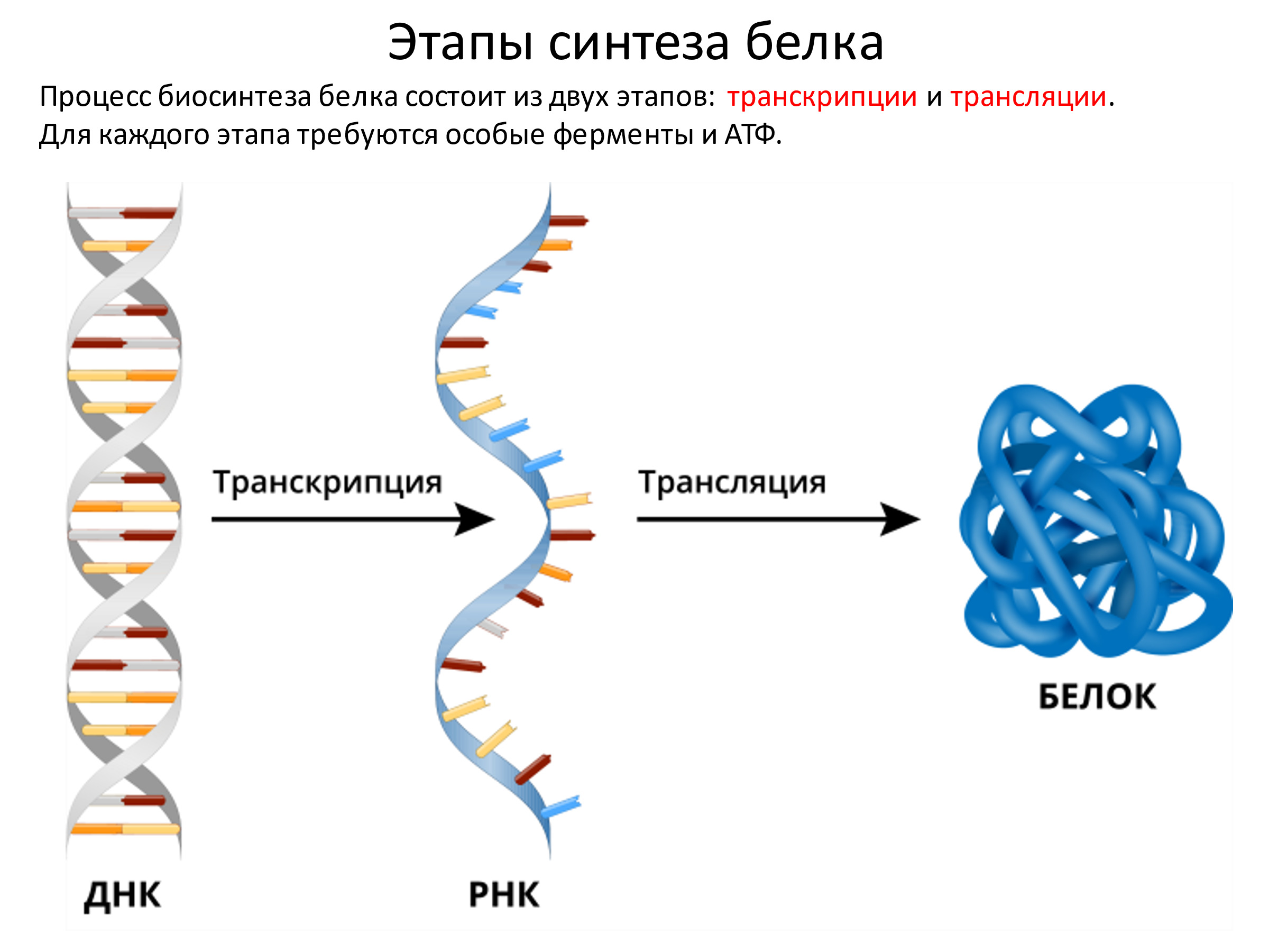 Трансляция белка. ДНК И РНК фото. Белок ДНК. Белки ДНК И РНК. ДНК транскрипция РНК трансляция белок.