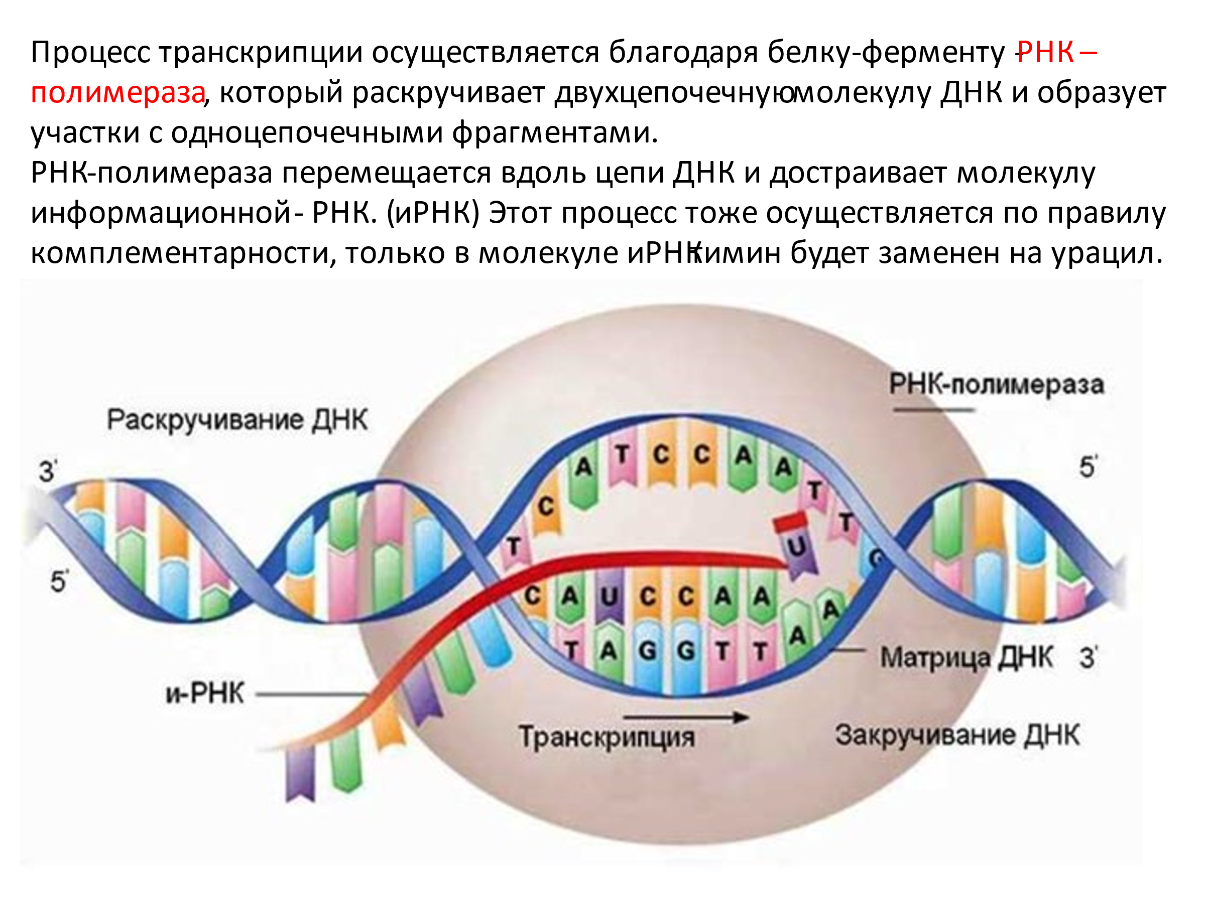 Матричная цепь рнк. Синтез РНК транскрипция. ДНК. Синтез ДНК И РНК. Схема образования ИРНК на матрице ДНК.