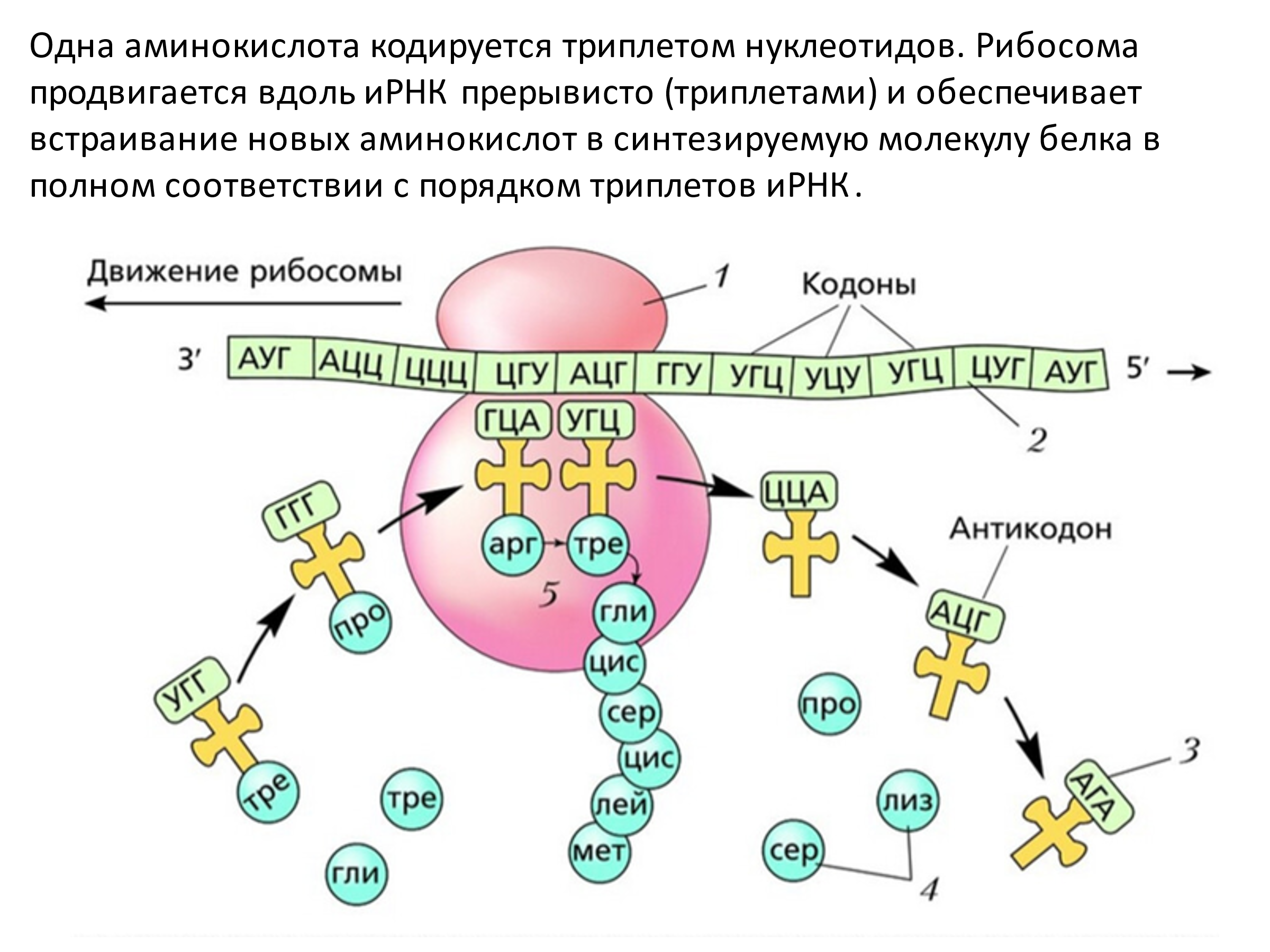 Синтезирующийся полипептид. Трансляция Биосинтез схема. Процесс синтеза белка на рибосоме схема. Этапы трансляции биосинтеза белка схема. Схема синтеза белка в рибосоме трансляция.
