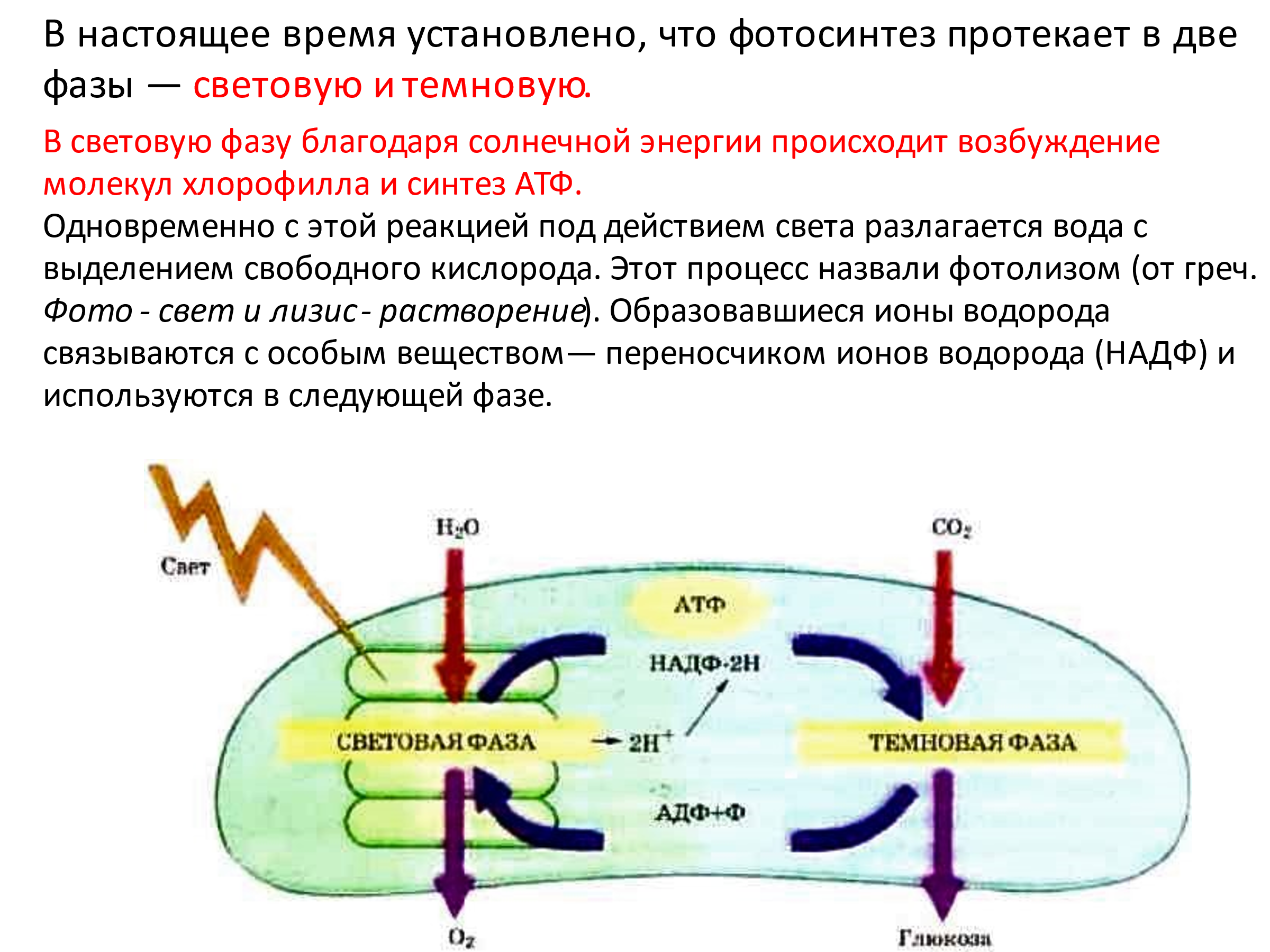 Происходит синтез атф за счет энергии. Схема этап фотосинтеза на котором происходит Синтез АТФ. Схема процесса фотосинтеза. Схема фотосинтеза ЕГЭ. Этапы фотосинтеза таблица.