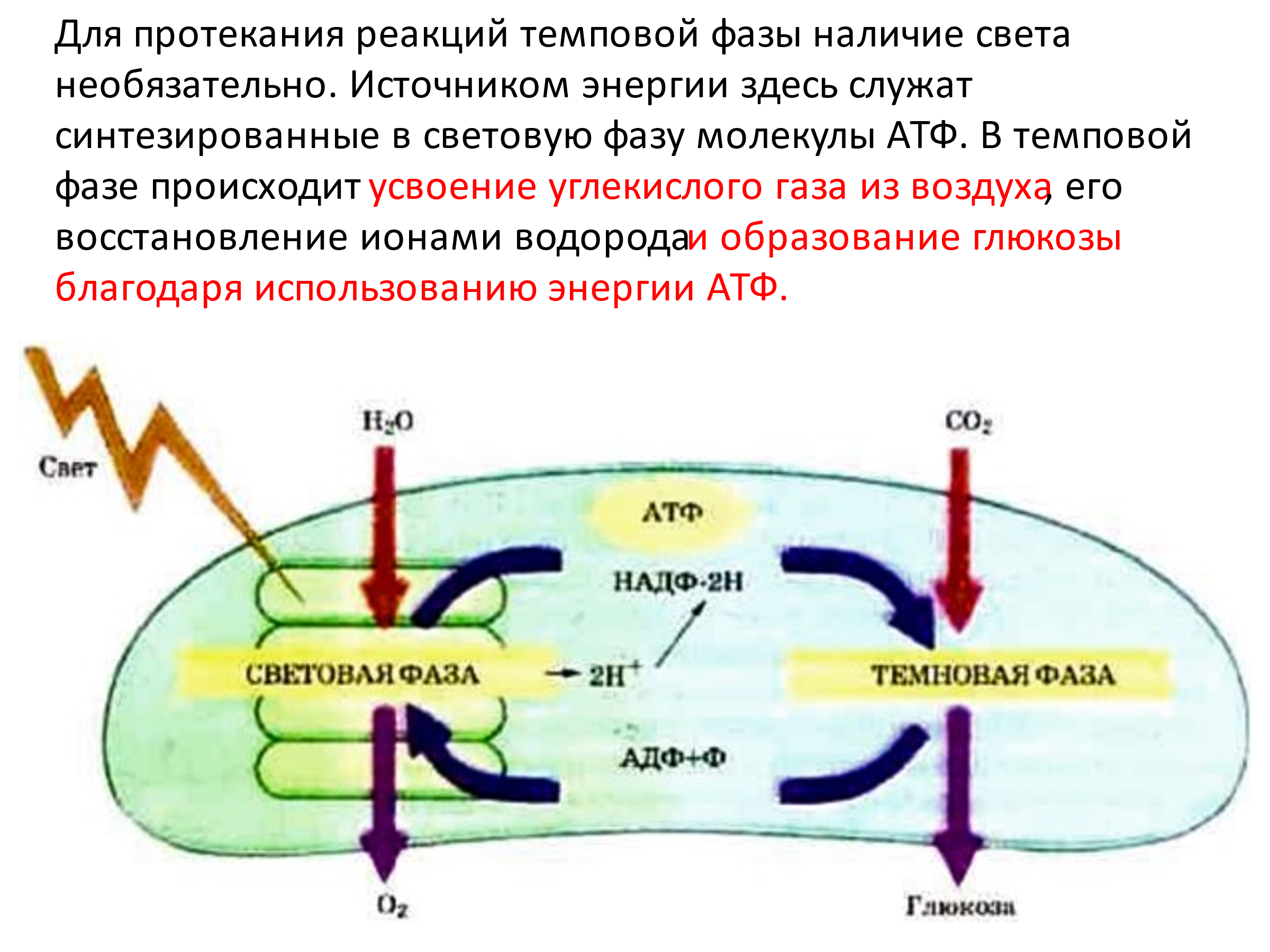 Схема световой фазы фотосинтеза 10 класс. Световая фаза фотосинтеза схема ЕГЭ. Темновая фаза фотосинтеза схема. Схема процесса фотосинтеза 10 класс.