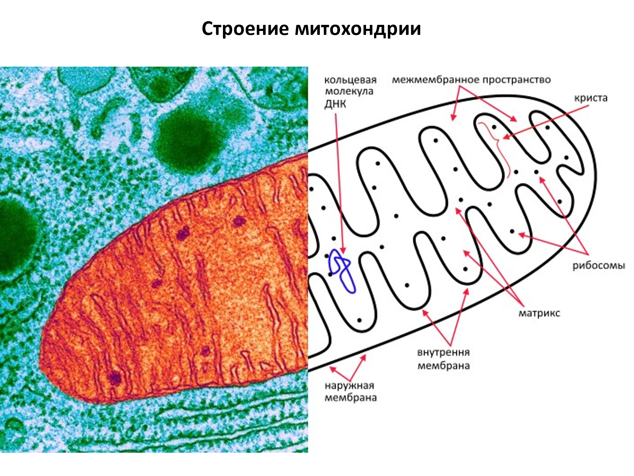 Обеспечивает клетку энергией