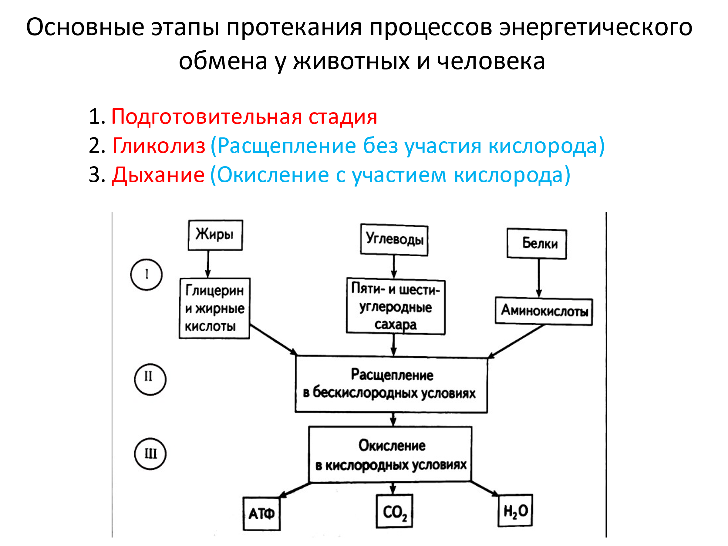 В каком обмене участвуют деньги. Пластическое обеспечение клетки. Уровни энергетического снабжения клеток. Обеспечение клеток энергией доклад 9 класс титульный лист. Основной источник энергии для клеточного дыхания это.