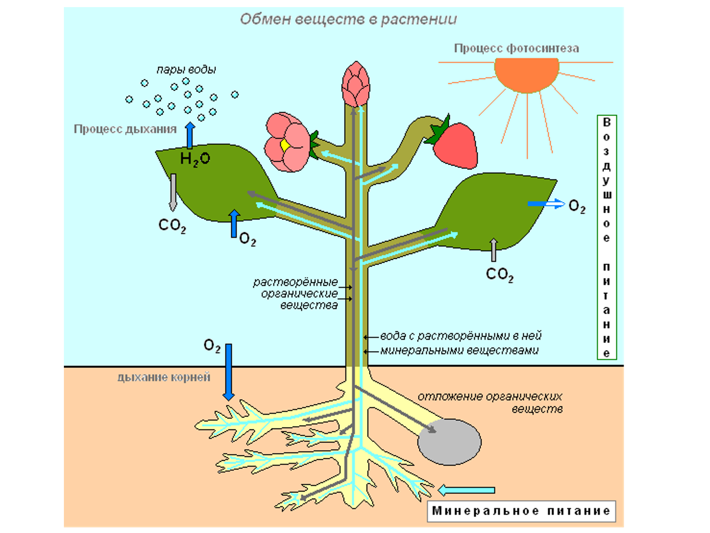Вода необходима клеткам корня. Схема обмена веществ у растений. Фотосинтез схемы физиология растений. Схема фотосинтеза у растений. Процесс фотосинтеза у растений схема.