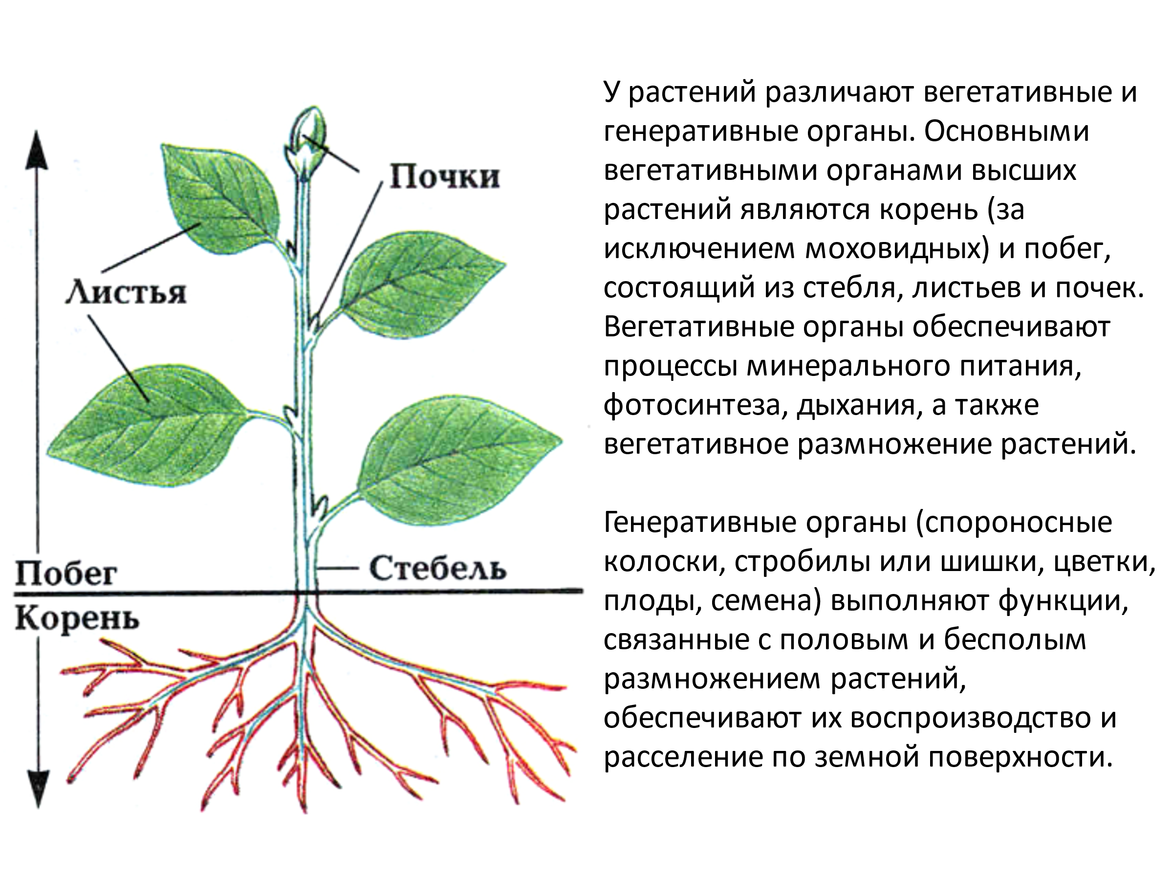 Зачаток растительного организма. Растительный организм. Растительный организм и его особенности 9 класс. Расположение частей растительного организма. Многолетний растительный организм.