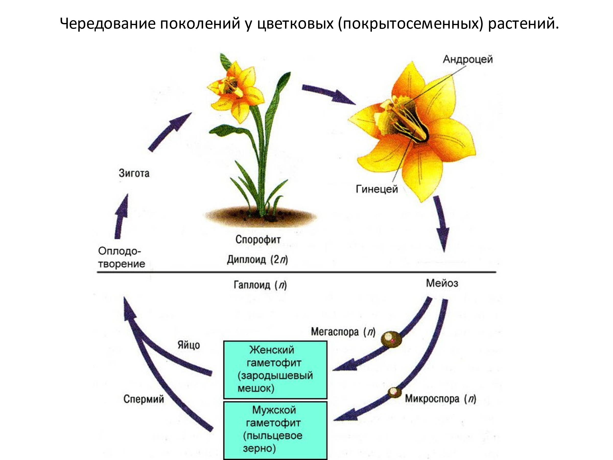Жизненный цикл цветковых растений гаметофит. Стадии жизненного цикла цветковых растений. Цикл размножения покрытосеменных. Гаметофит и спорофит у покрытосеменных растений. Женский гаметофит образован