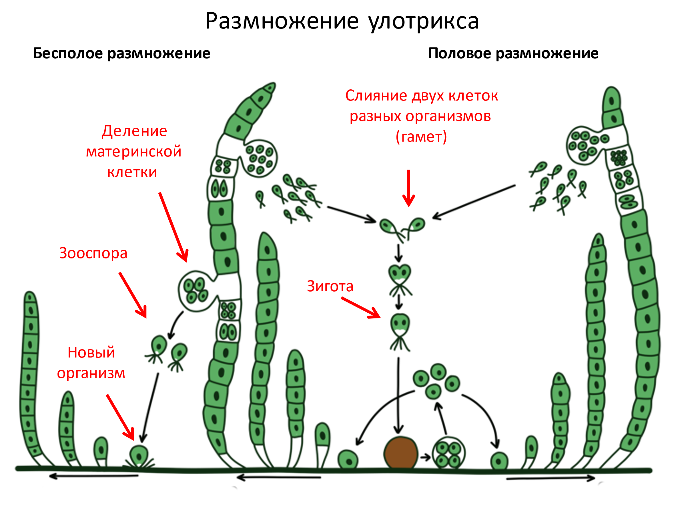 1 растительные организмы