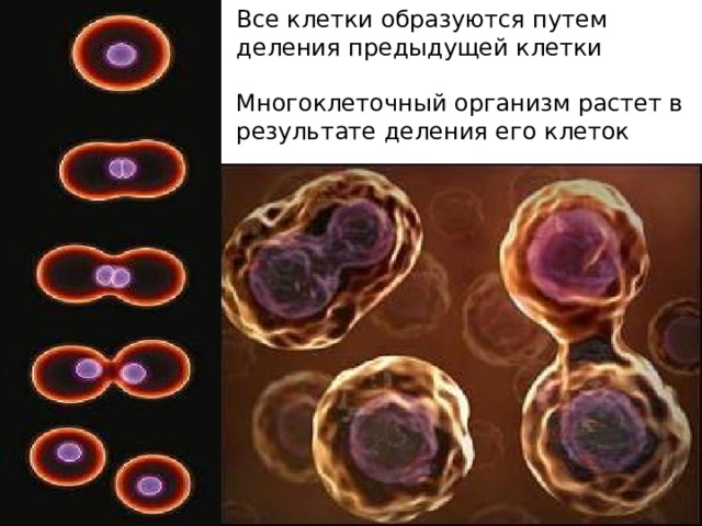 Все клетки образуются путем деления предыдущей клетки Многоклеточный организм растет в результате деления его клеток 