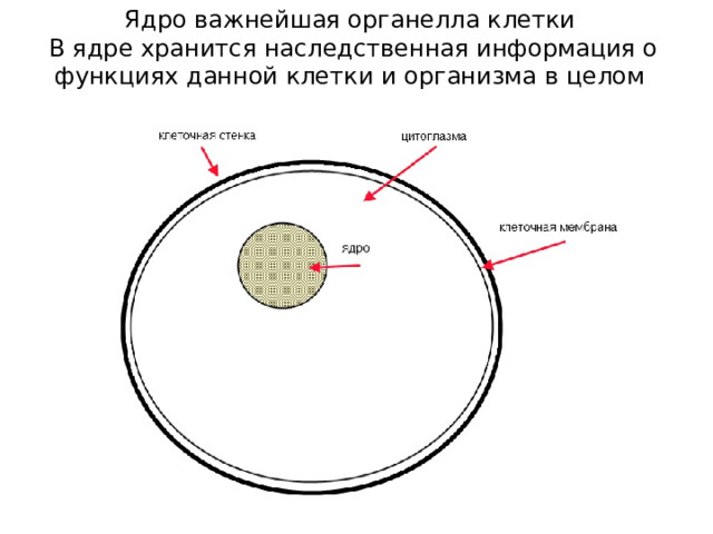 Ядро важнейшая органелла клетки В ядре хранится наследственная информация о функциях данной клетки и организма в целом 