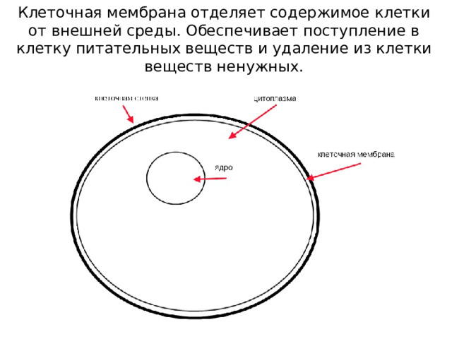 Клеточная мембрана отделяет содержимое клетки от внешней среды. Обеспечивает поступление в клетку питательных веществ и удаление из клетки веществ ненужных. 