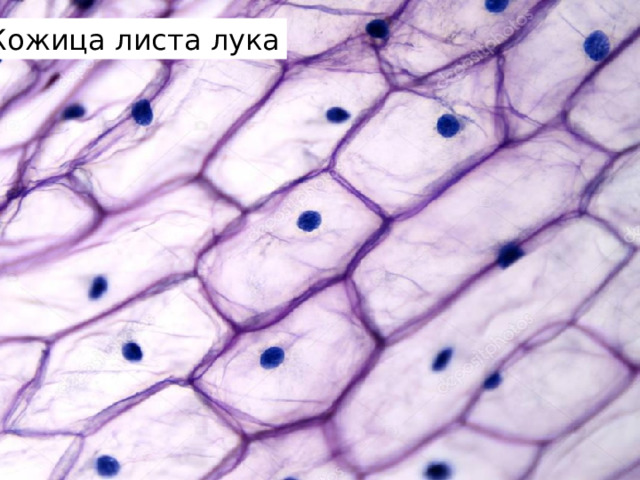 Кожица листа лука 